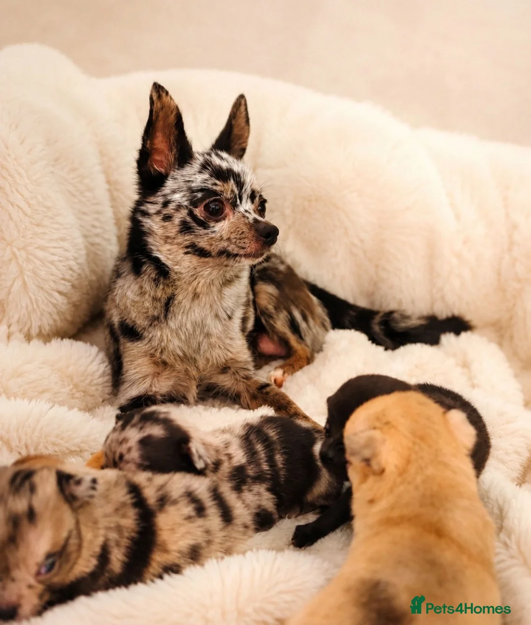 Chihuahua dogs for sale: Chihuahuas *Stunning Litter* Rare and Tiny - Advert 2