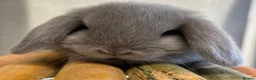 Mini Lop rabbits for sale: Stunning Lilac split/Lilac self mini lops  - Advert 10