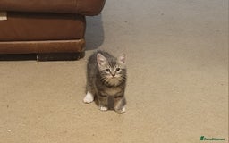 Mixed Breed cats for sale: 2 boys and 1 girl - Image 4