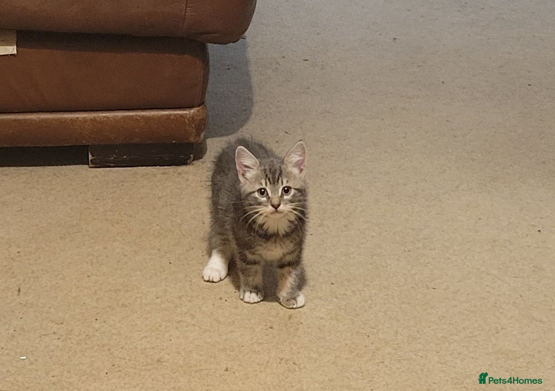 Mixed Breed cats for sale: 2 boys and 1 girl - Image 4