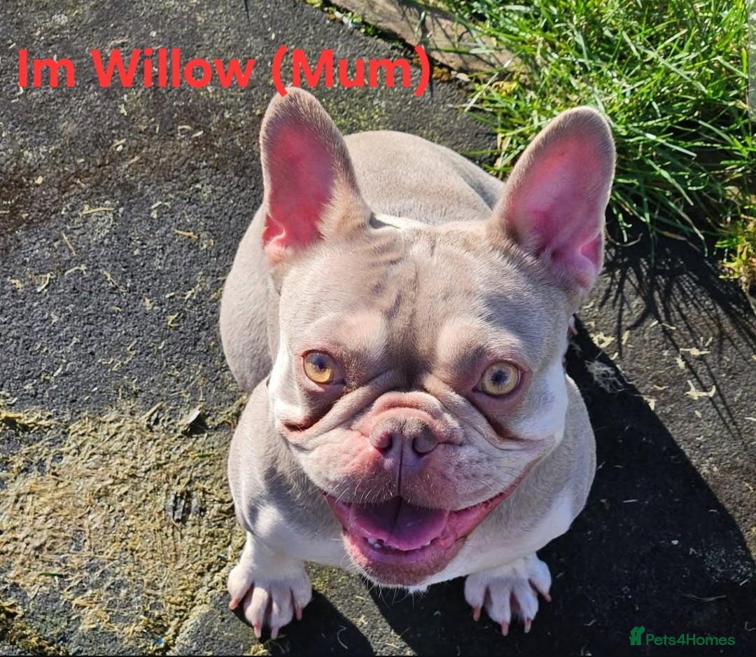 French Bulldog dogs for sale: Isabella french bulldog - Image 11