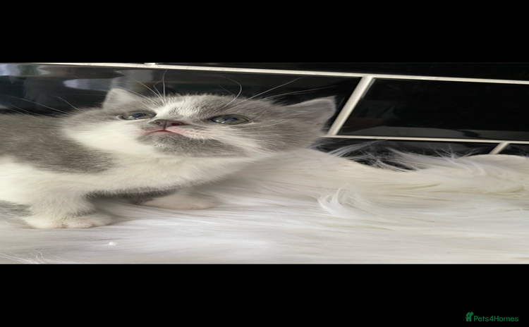 British Shorthair cats - Advert 10