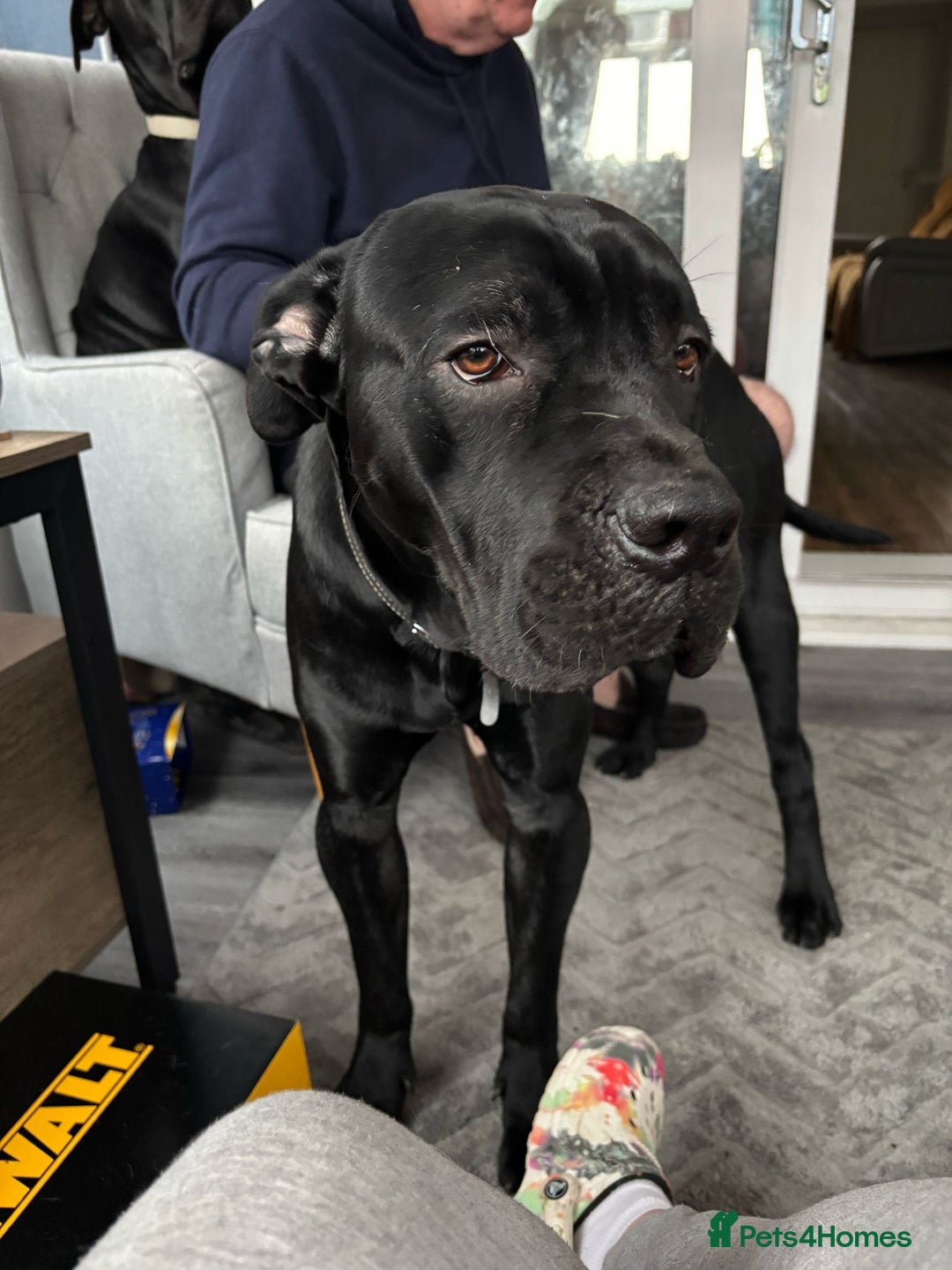 Cane Corso dogs for sale: Cane corse looking for a new home  - Image 5