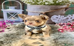 Chihuahua dogs for sale: 💜🤎 Exotic KC LC chihuahuas 🤎💜 - Image 6