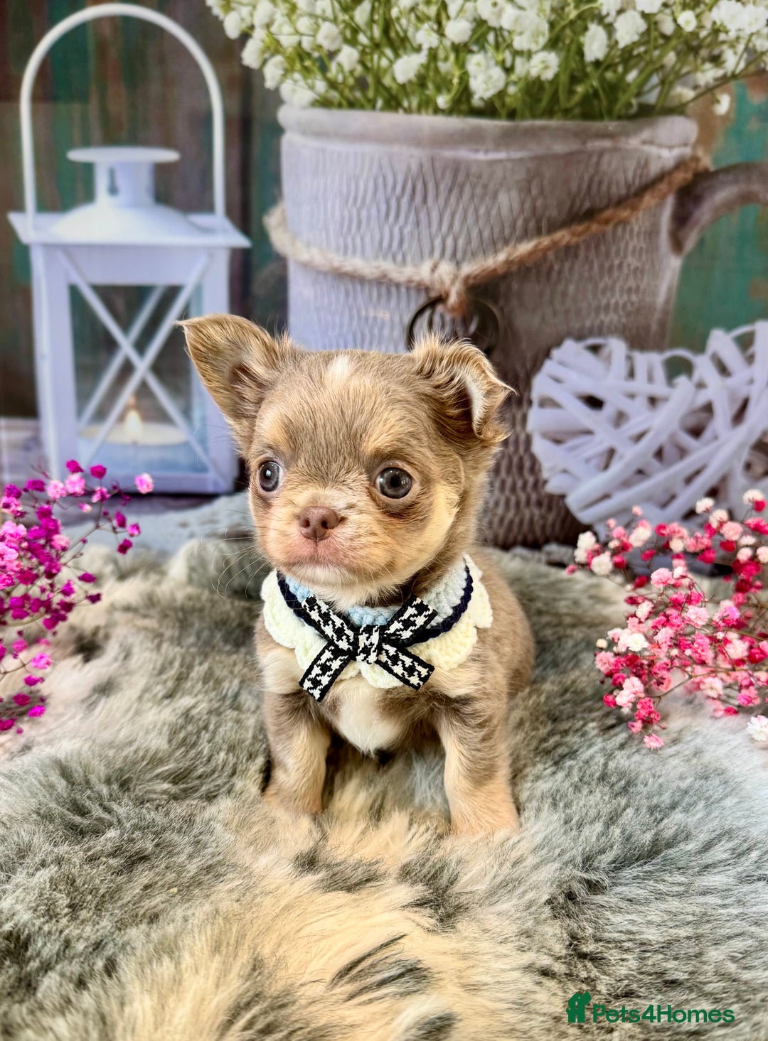 Chihuahua dogs for sale: 💜🤎 Exotic KC LC chihuahuas 🤎💜 - Image 6