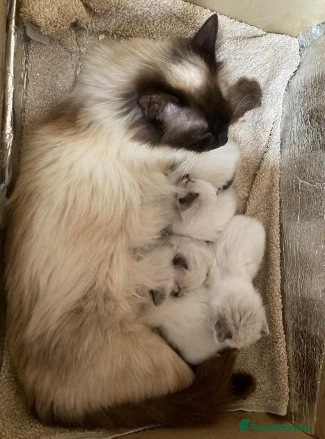 Ragdoll cats for sale: exclusive sweet Ragdolls kitties  - Image 7