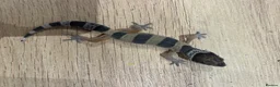 Gecko reptiles for sale: Baby leopard geckos for sale   - Advert 9