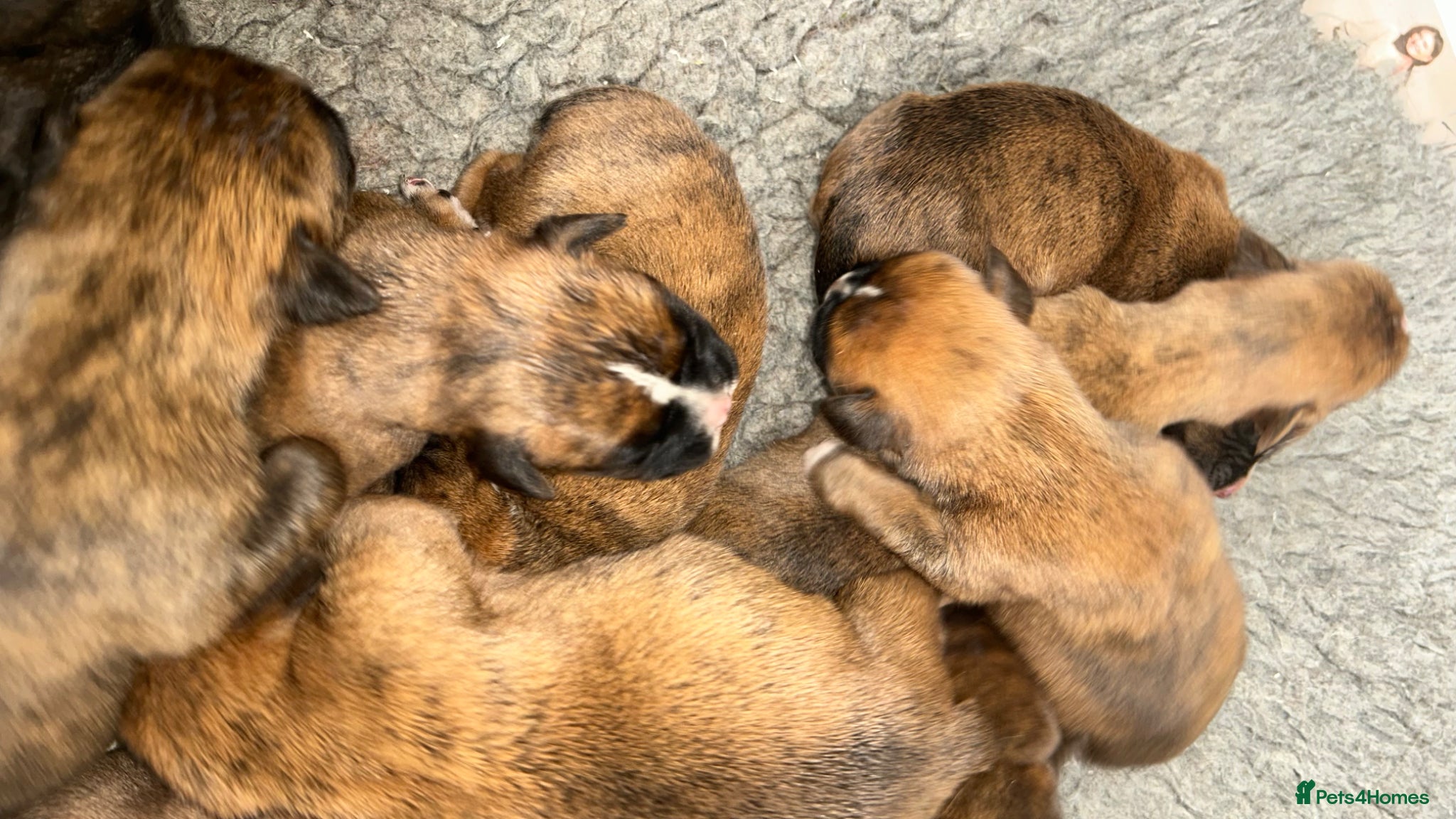 Boxer dogs 5 Star Licensed Breeder 23 years experience  - Advert 4