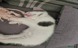 British Shorthair cats for sale: Beautiful female kitten  - Image 4