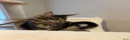 Maine Coon cats for sale: READY NOW last boy beautiful Maine Coon kittens - Advert 9