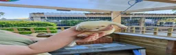 Ferret rodents for sale: Beautiful Ferret Kits for sale  - Advert 4