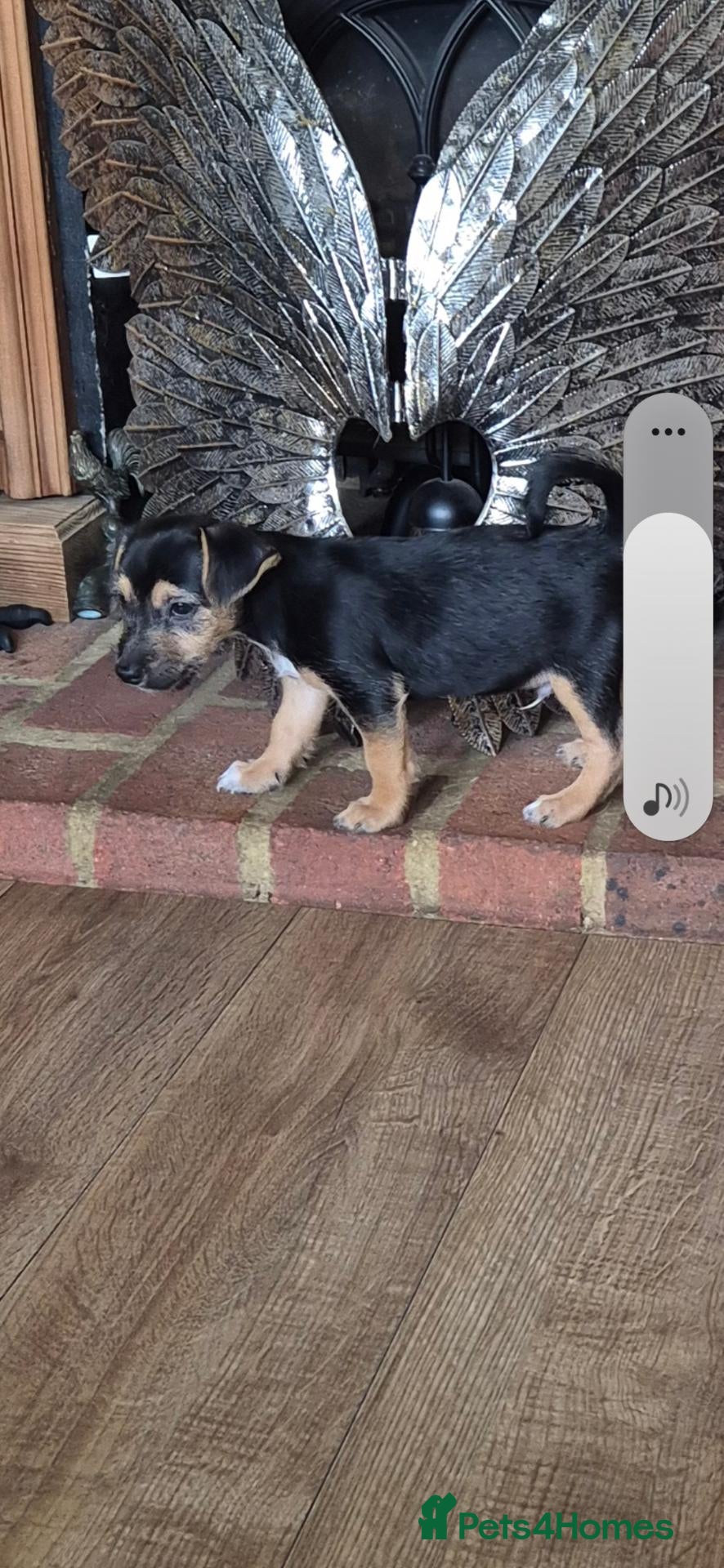 Jackshund dogs Jack Russell x dauchand call   **  - Advert 2