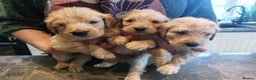 Goldendoodle dogs for sale: 9 FULLY HEALTH TESTED F1 Goldendoodle pup for sale - Advert 2