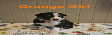Orange Girl