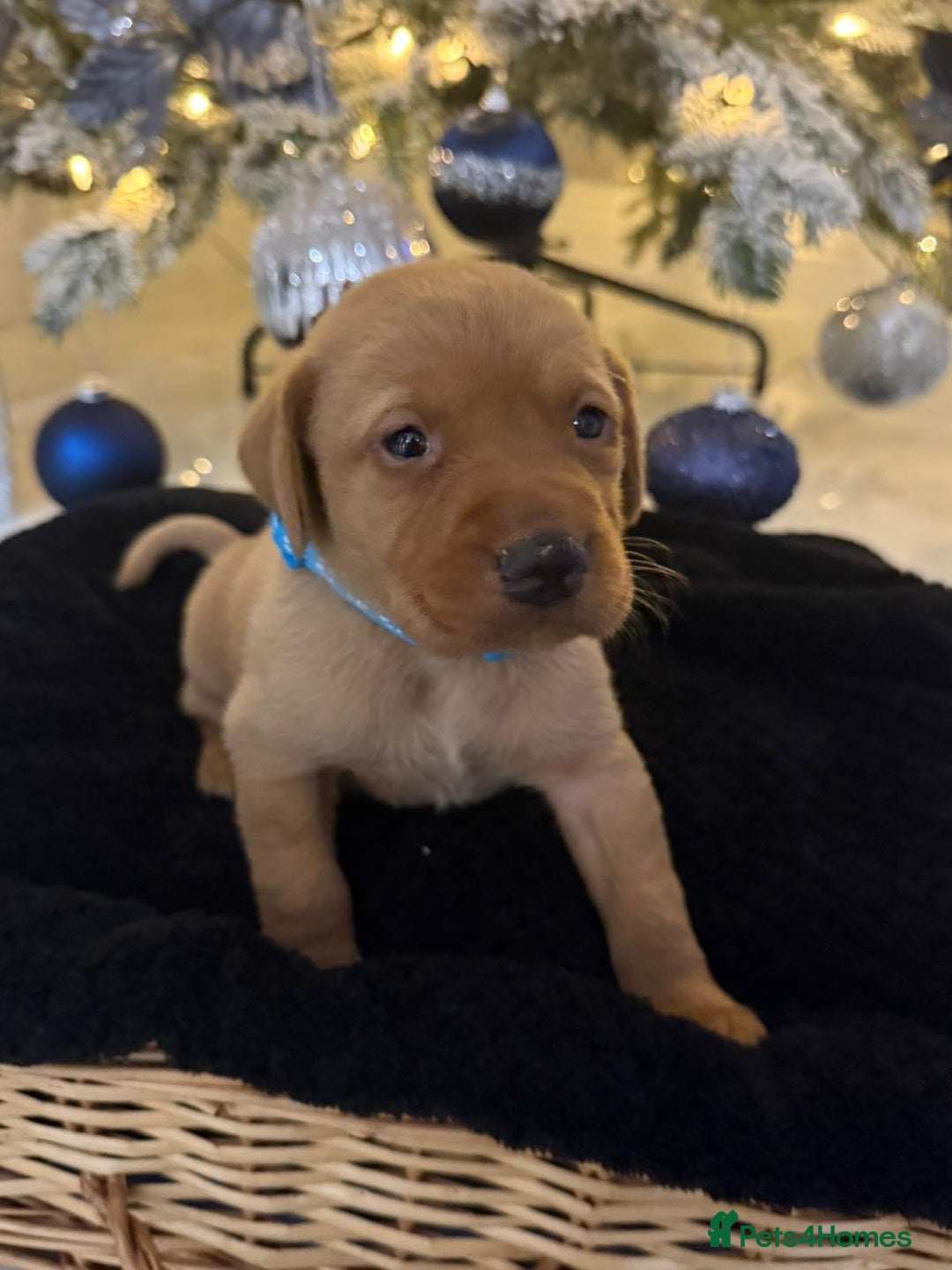 Labrador Retriever dogs for sale: Beautiful fox red puppies  - Advert 9