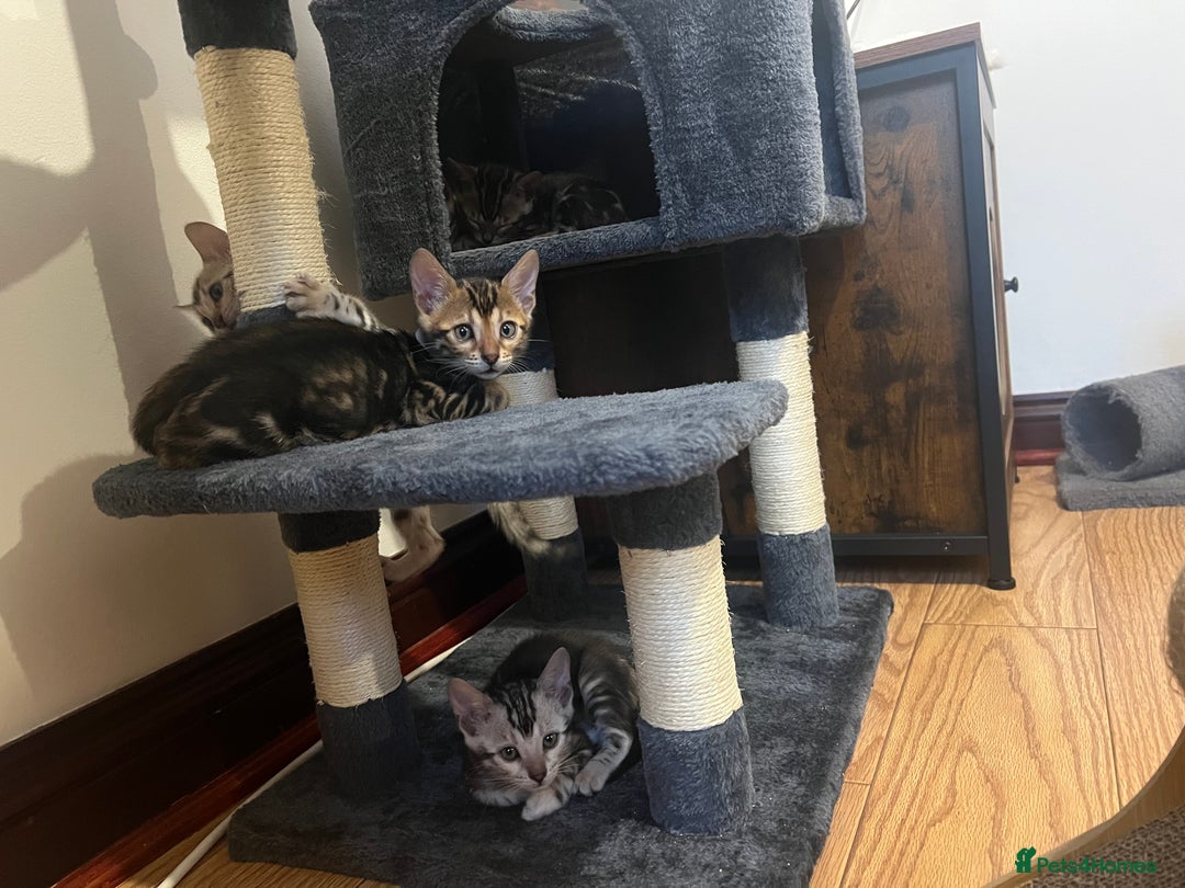 Bengal cats for sale: 🐾 TICA Registered Bengal Kittens 🐆🥰 - Image 23