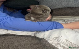 Chihuahua dogs for sale: Chihuahua puppy’s blue and lilicas tiny GIRL 🐶 - Image 2