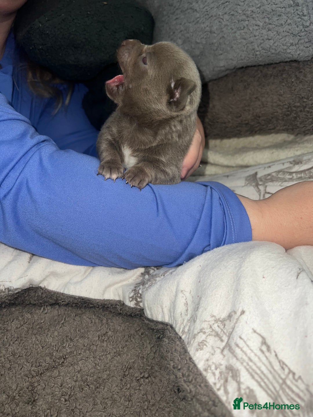 Chihuahua dogs for sale: Chihuahua puppy’s blue and lilicas tiny GIRL 🐶 - Image 2