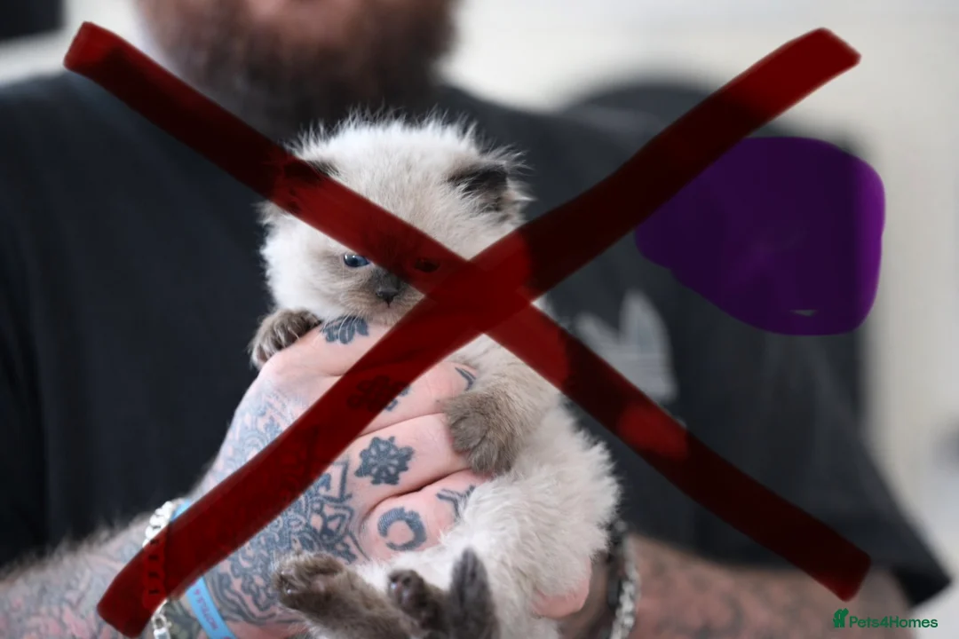 Ragdoll cats for sale: Beautiful ragdoll kittens  - Advert 6