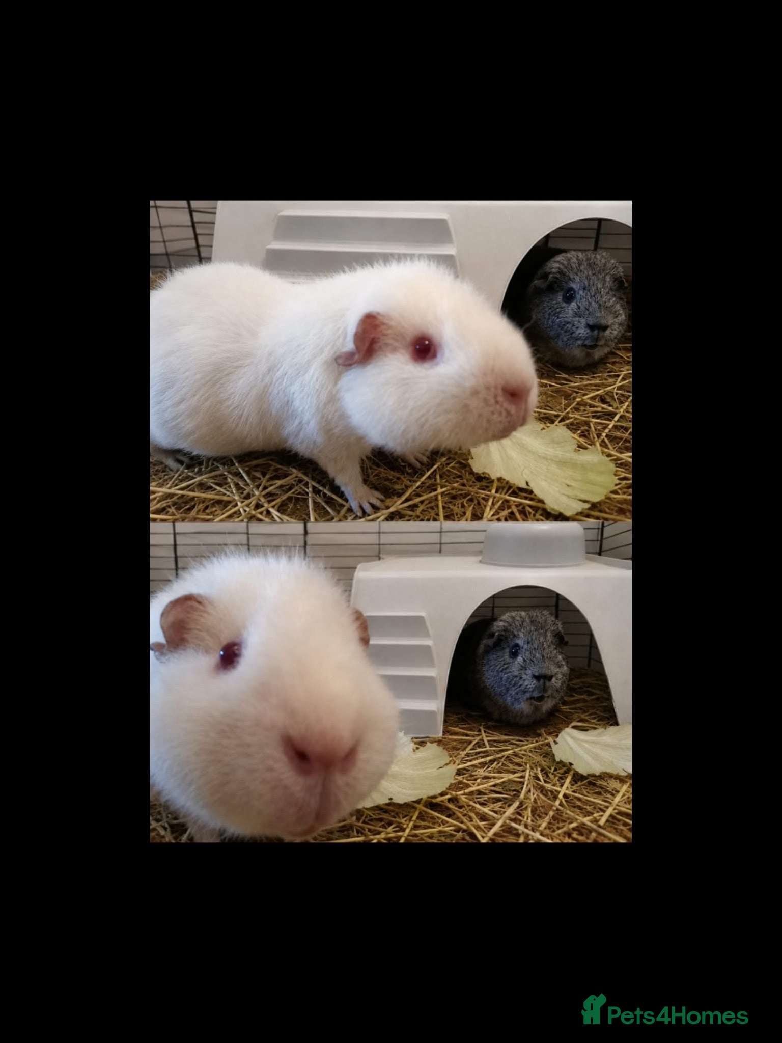 Guinea Pig rodents Male bonded Guinea  - Advert 1
