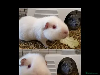Guinea Pig rodents Male bonded Guinea - Advert 1