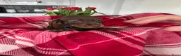 Miniature Dachshund dogs for sale: Miniature dachshunds  - Advert 12