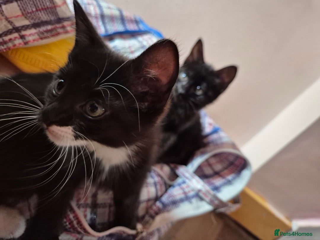 Mixed Breed cats for sale: Black and white kittens - Image 5