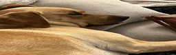 Labrador Retriever dogs for stud: Available for stud. Nearly 2 years old. So placid - Advert 29