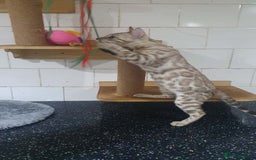 Bengal cats for sale: 🔥✨Pedigree TICA-Registered Bengals - Image 16