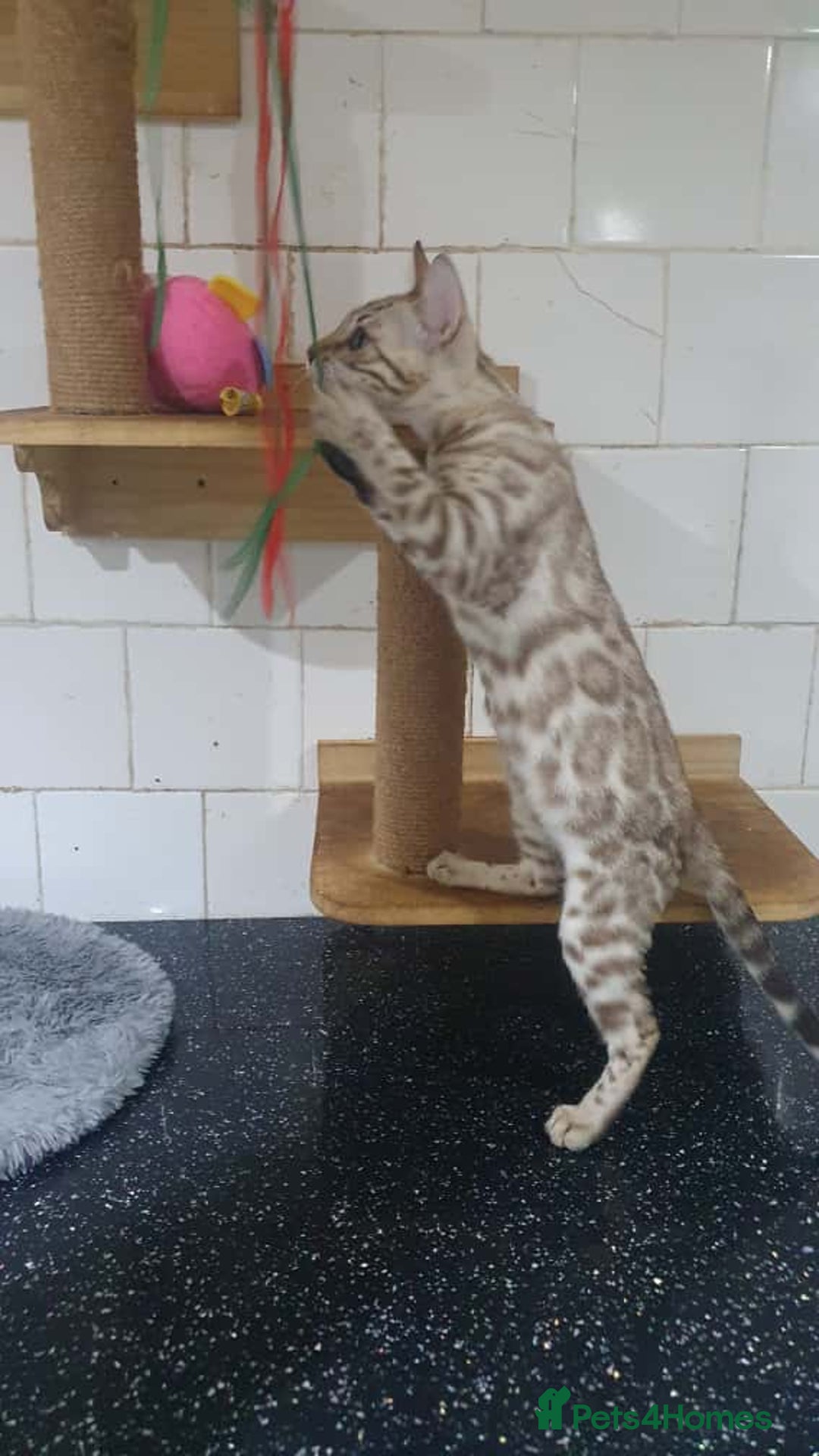 Bengal cats for sale: 🔥✨Pedigree TICA-Registered Bengals - Image 16