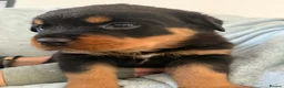 Rottweiler dogs for sale: Rottweiler puppies in Liskeard - Advert 8
