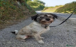 Mixed Breed dogs for sale: Gorgeous Cockapoo/Jackapoo Puppies - Image 11