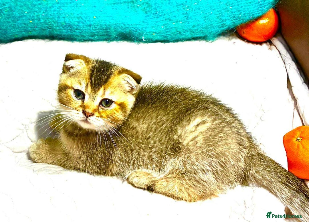 Scottish Fold cats for sale: 3 Scottish Fold Kittens for sale - Advert 16