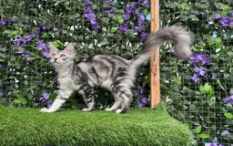Maine Coon cats for sale: Russian bloodline Maine Coon Kittens 20+Gen! 🏆 - Image 24