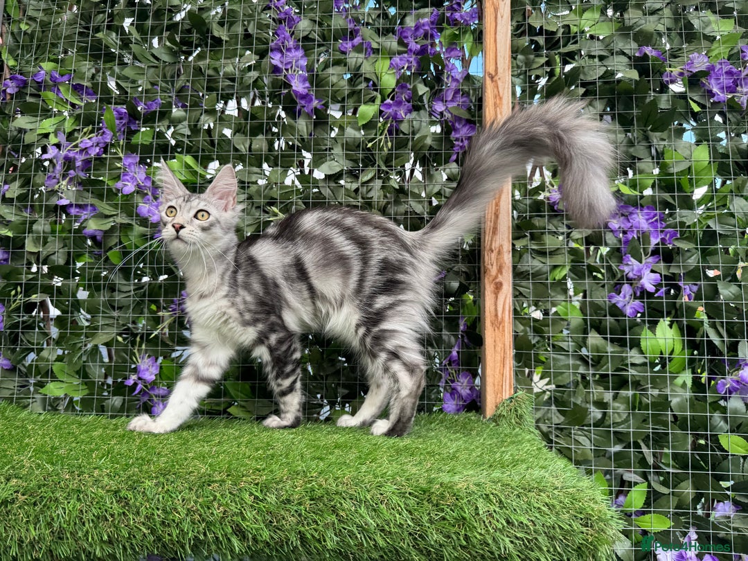 Maine Coon cats for sale: Russian bloodline Maine Coon Kittens 20+Gen! 🏆 - Image 24