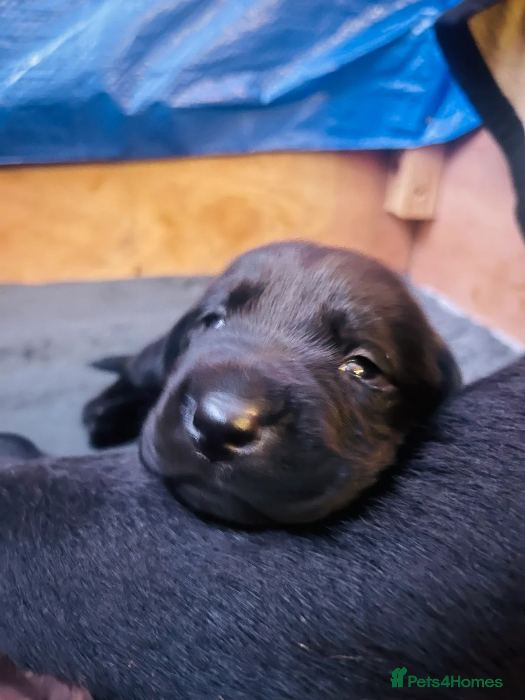 Labrador Retriever dogs for sale: Black Labrador male pup - Advert 2