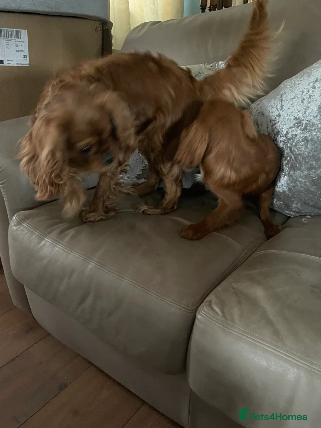 Cavalier King Charles Spaniel dogs for sale: Cavalier Ruby red male KC Registered - Advert 11