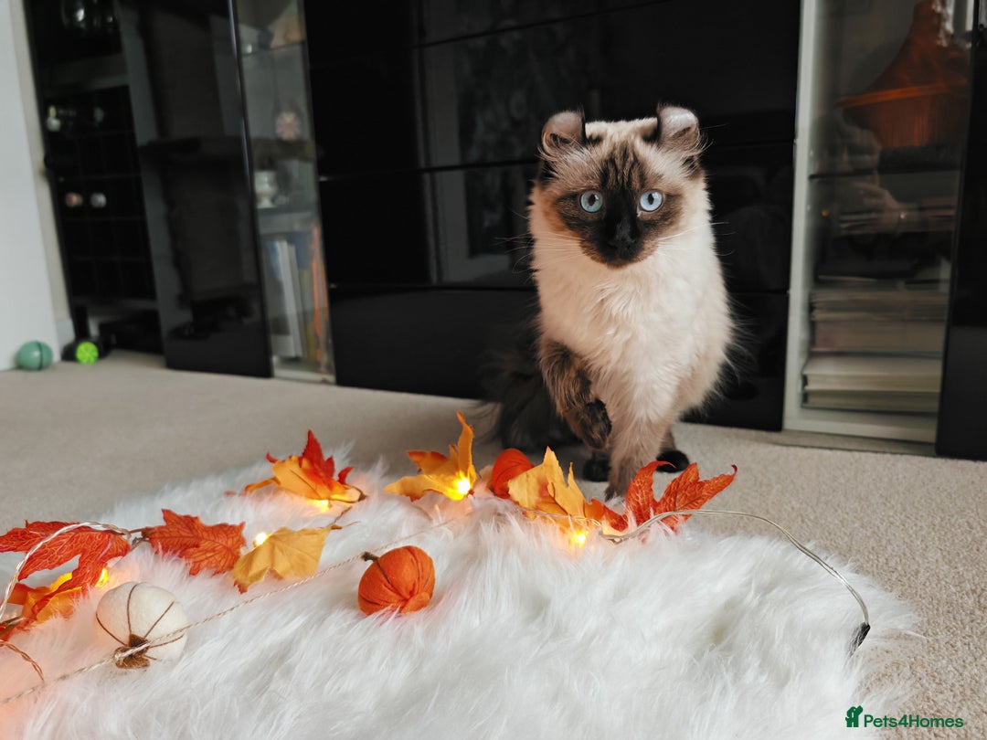 American Curl cats for sale: Two very rare and wonderful kittens for sale - Image 34