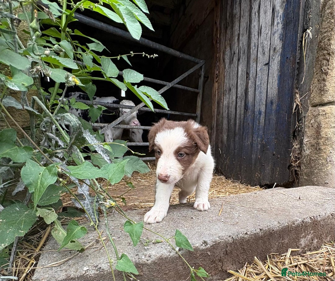Border Collie dogs for sale: Red and white Border Collie Pups  - Image 5