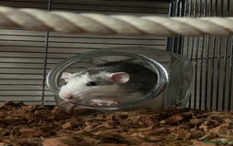 Rat rodents for sale: 3 male rats  - Image 11