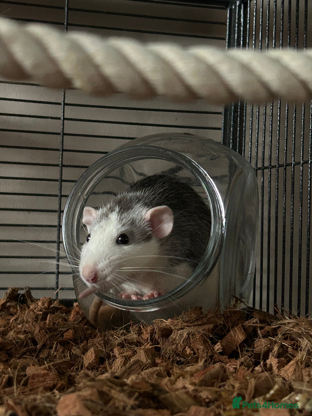 Rat rodents for sale: 3 male rats  - Image 11