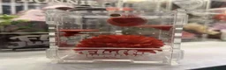 Spiders invertebrates for sale: Apalachicola Jumping spider  - Advert 4