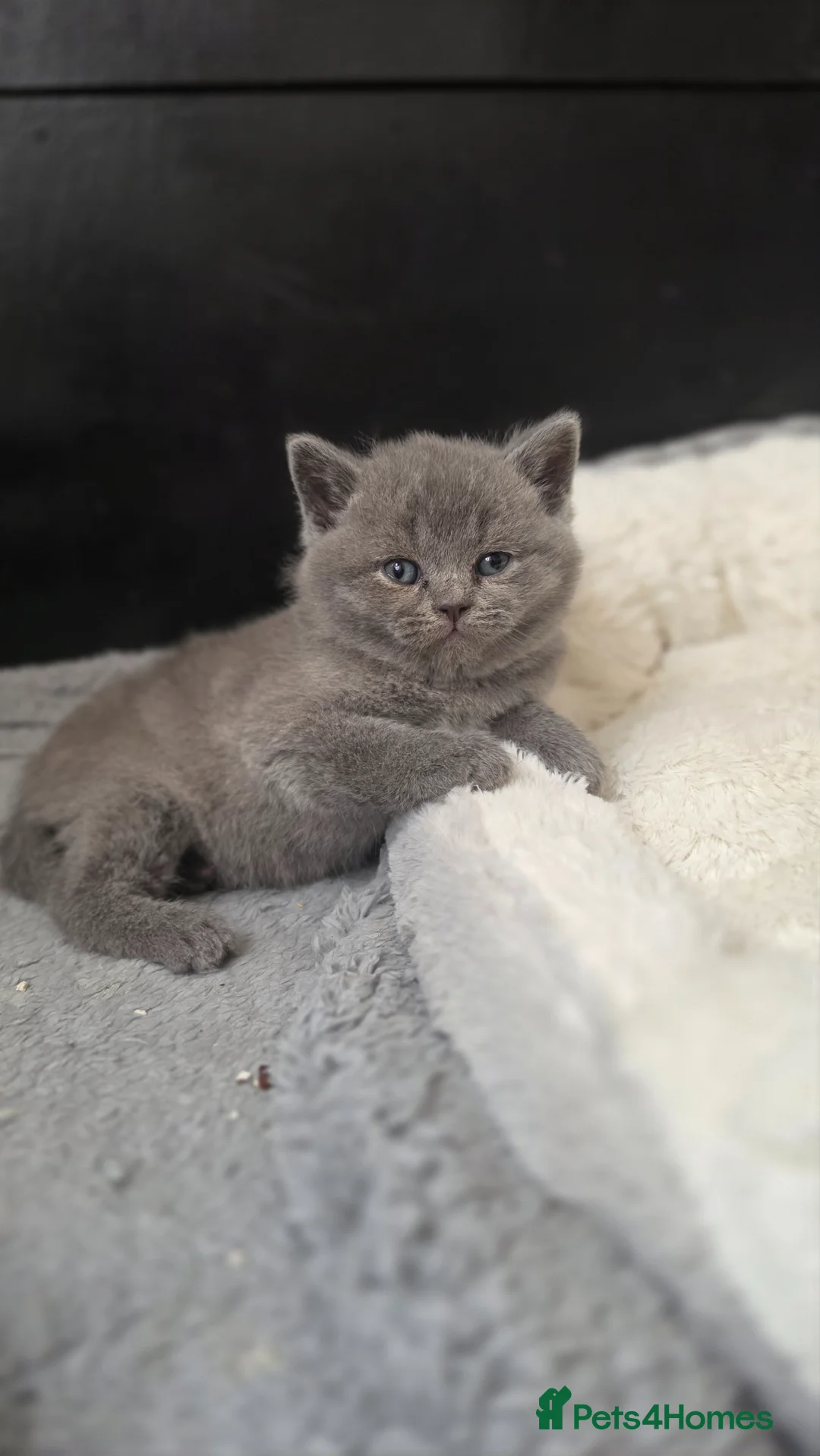 British Shorthair cats for sale: Gccf registered active kittens - Advert 2