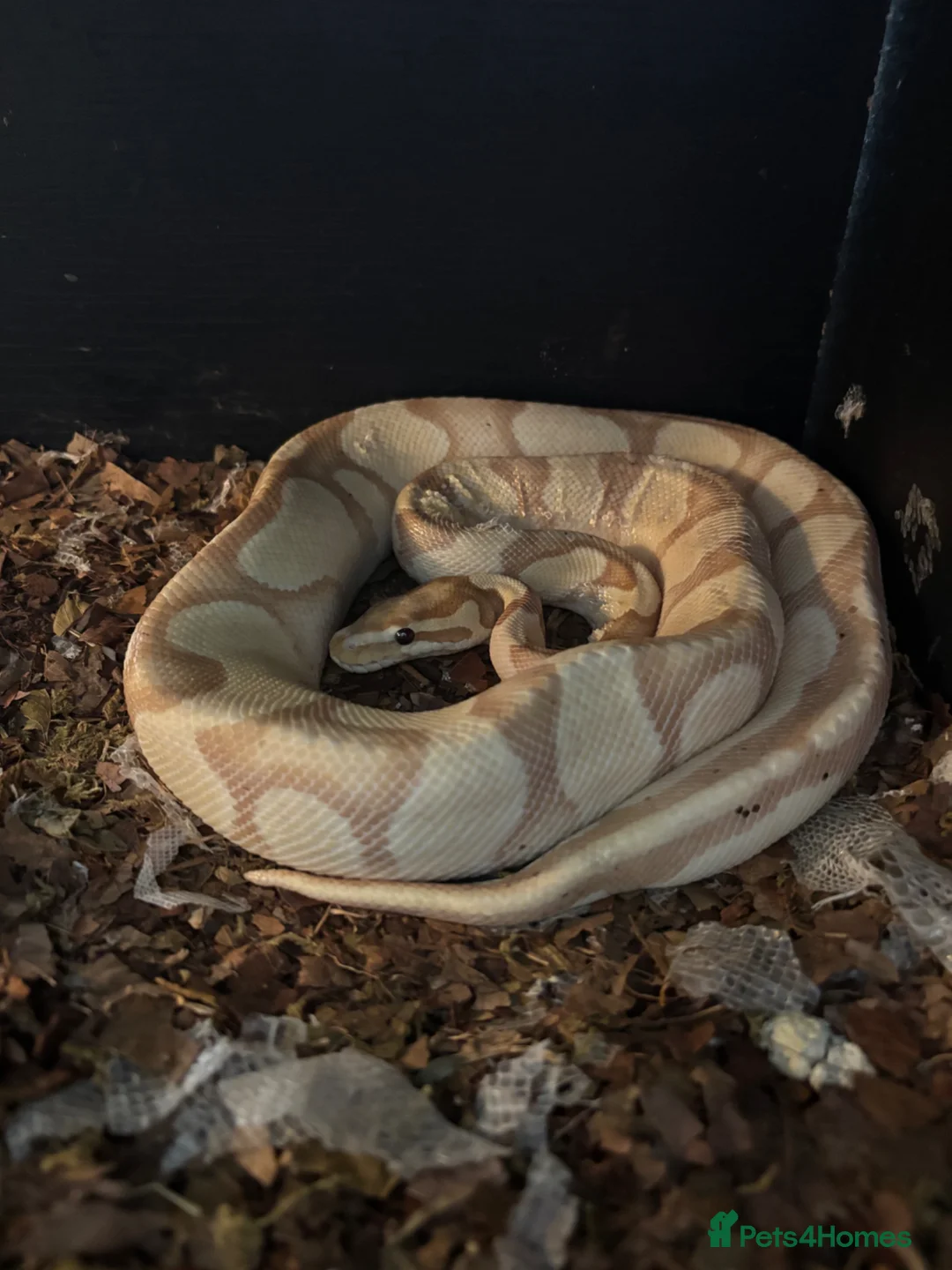 Python Snake reptiles for sale: BALL PYTHON BANANA  - Advert 5