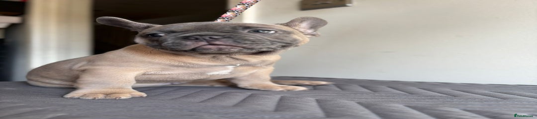 French Bulldog Puppy 5
