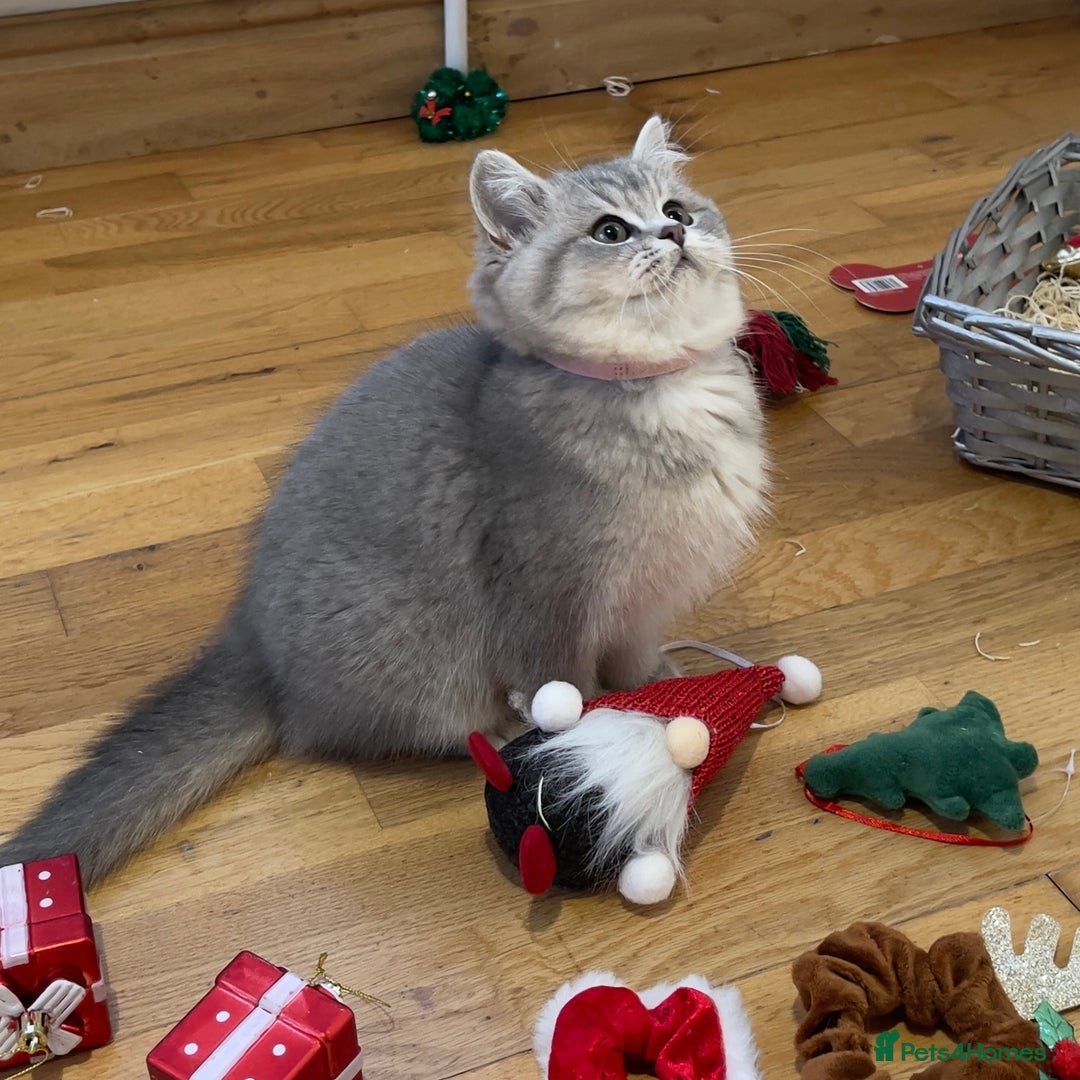 British Shorthair cats for sale: 3 GCCF British Shorthair Kittens– Champion Lines - Advert 4