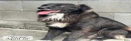 Mixed Breed dogs for adoption: Yo-Na, 2 yrs approx. Available for adoption. in Brixham - Advert 5