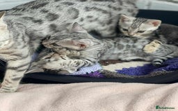 Bengal cats for sale: 🐾 Pedigree tica registered Bengal Kittens - Image 19