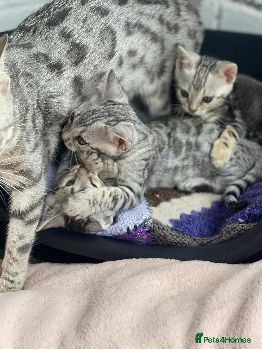 Bengal cats for sale: 🐾 Pedigree tica registered Bengal Kittens - Image 19
