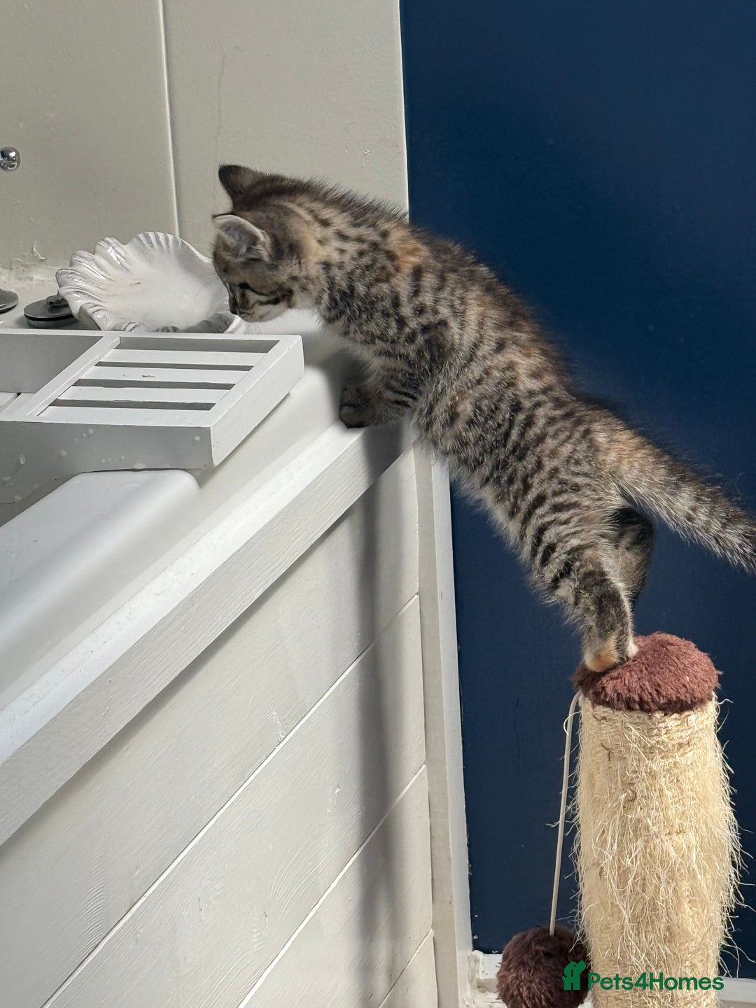 British Shorthair cats for sale: Golden tabby girl  - Image 6